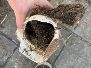 A hand holds a broken drain pipe clogged with roots and debris.