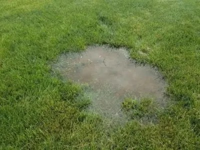 A muddy puddle sits amidst a green grassy lawn.